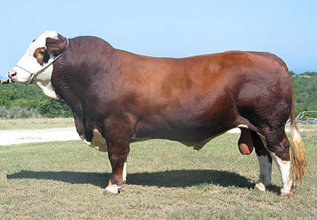 Congosim Hexvas Fullblood