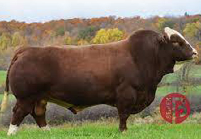 FGAF Guerrero 810Y (Pp) Fullblood