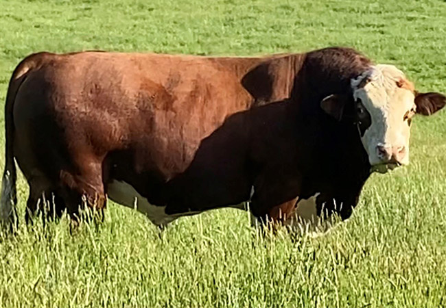 FSS Polled Hendrix PP Fullblood